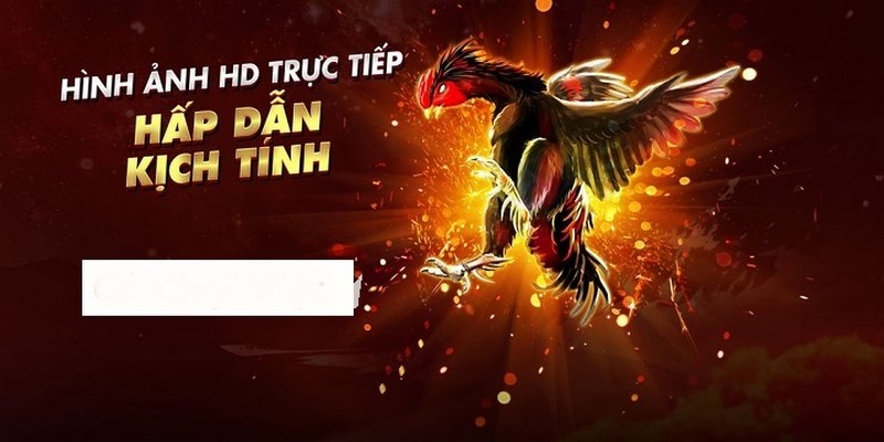 Sơ lược về sảnh đá gà trực tiếp tại nhà cái Abc8